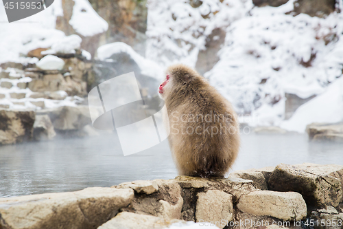 Image of japanese macaque or snow monkey at hot spring