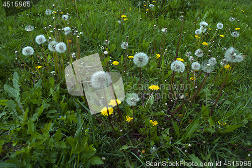 Image of dandelions and green grass