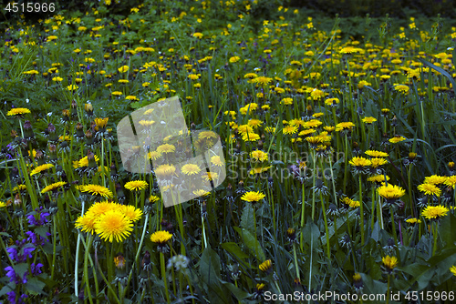 Image of yellow dandelions and green grass