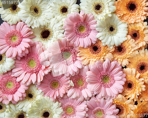 Image of Beautiful floral background of different flowers gerberas. Spring concept