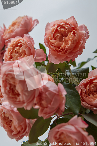 Image of Close-up of buds of pink roses on a gray background. Greeting card