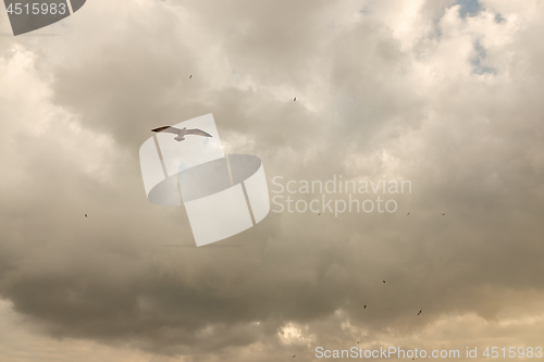 Image of Fly bird under low storm clouds with the sunlight