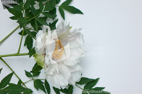 Image of Beautiful white peonies isolated on white background with green leaves