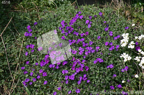 Image of Flowers in springtime
