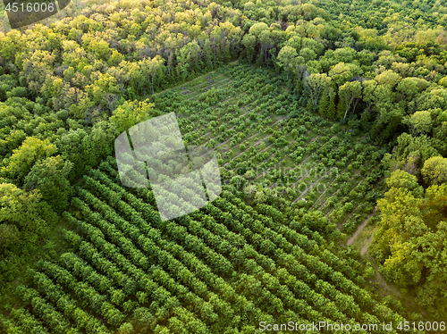 Image of Aerial view from the drone, a bird\'s eye view to the forest with green plantings of various ages and heights.