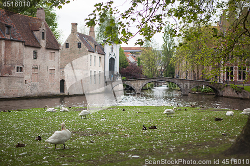 Image of White swans on the pond