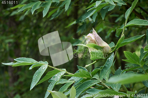 Image of Drops of dew on a bud of a gently pink flower peony on a flowering bush with green leaves, shot close-up in a botanical garden