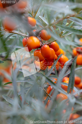 Image of Orange organic sea-buckthorn berries on a tree in the garden