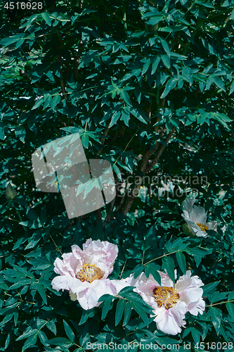 Image of green bush with pink peonies in the garden