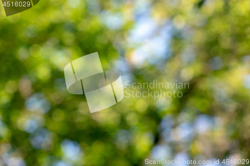 Image of Natural blurred background of the leaves of trees and the blue s