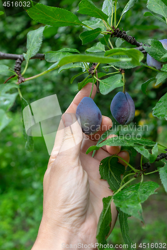 Image of A man\'s hand picking ripe juicy plums from a tree in the garden