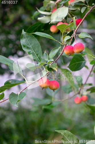 Image of Paradise apples on a branch with green leaves in the farm garden. Harvest time