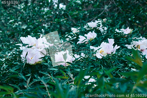 Image of Spring garden with blooming white peonies. Natural background
