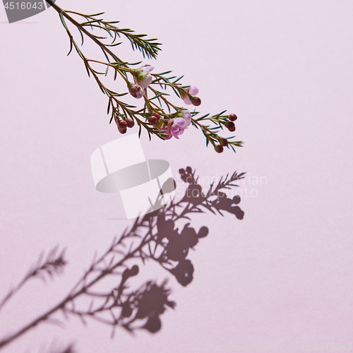 Image of Spring composition, a branch of pink flowers on a pink backgroun