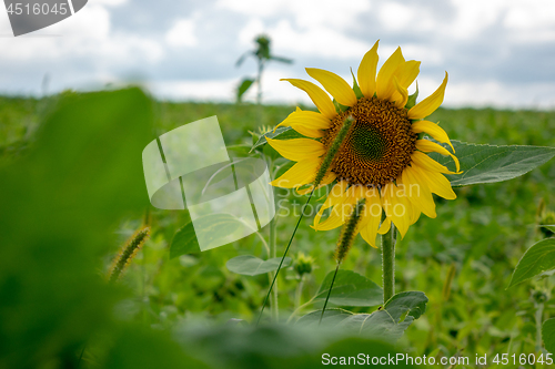 Image of Close-up of a single yellow sunflower in a rural field. Natural background