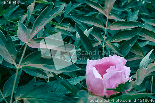 Image of A pink peony flower blooming on a bush, shot close-up against a background of green foliage in the summer in a botanical garden.