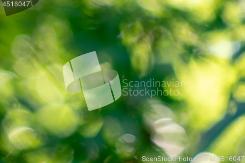 Image of Green background. Blurred with the effect of bokeh spring foliage.Natural layout