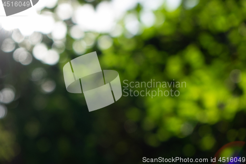 Image of Green spring forest. Blurred natural background with bokeh effect as a layout for your creative ideas