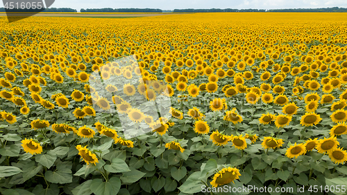 Image of Summer natural landscape with a flowering field of yellow sunflowers against the background of a cloudy sky.