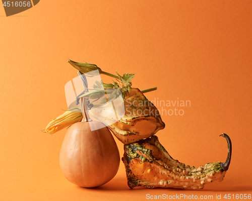 Image of composition of decorative pumpkins