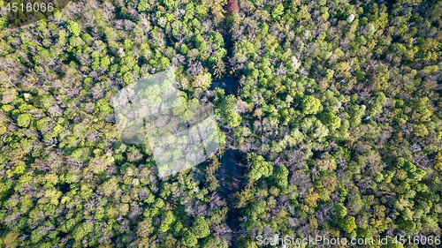 Image of view of the forest and green trees with a road in the middle