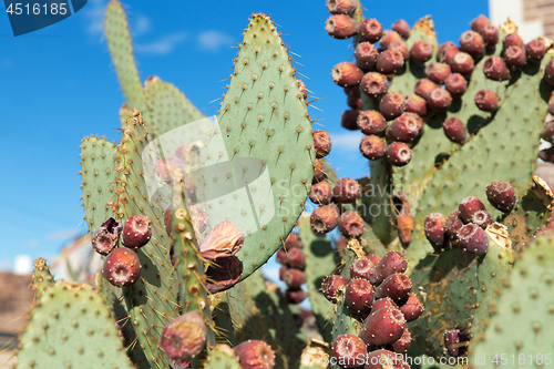 Image of close up of cactus growing outdoors over blue sky