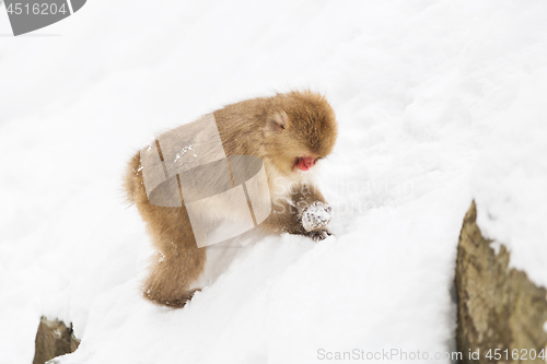 Image of japanese macaque or monkey searching food in snow