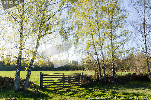 Image of Springtime view with fresh new leaves on the birches in a green 