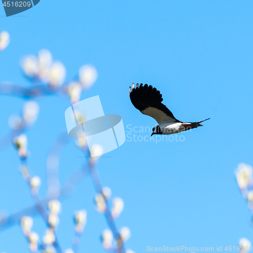 Image of Lapwing flying at springtime against a blue sky