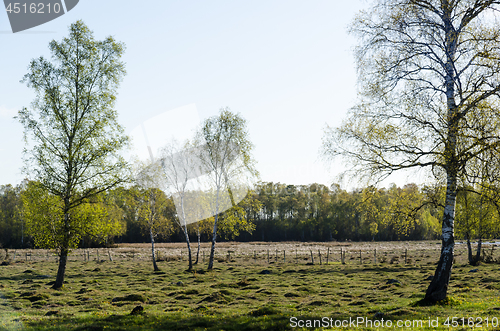 Image of Tufted grassland with new fresh leaves on the birch trees