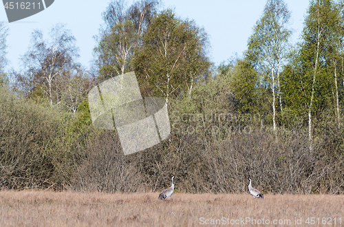 Image of Springtime view from a swedish wetland with two Common Cranes, G