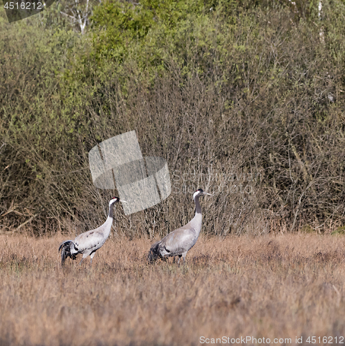 Image of Two Common Cranes, Grus grus, in a swedish swamp