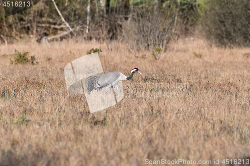 Image of Common Crane, Grus grus, in a swedish wetland