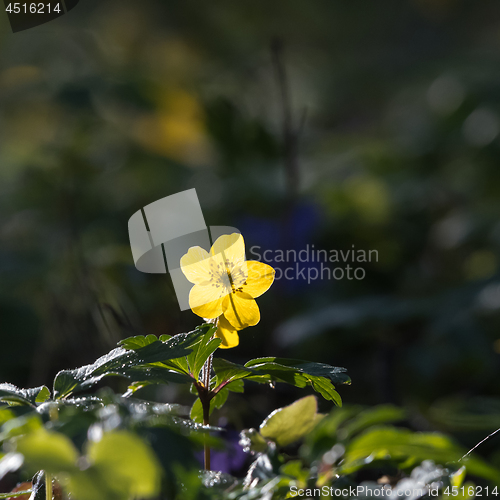 Image of Yellow backlit windflower close up