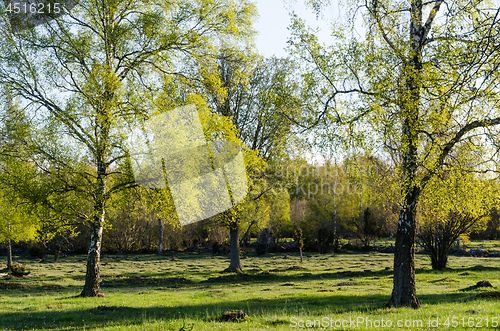 Image of Springtime with fresh new leaves on the birch trees