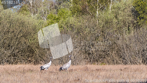 Image of Two Common Cranes, Grus grus, in a swedish marshland