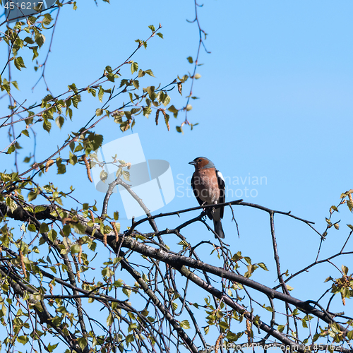Image of Male Chaffinch bird, Fringilla Coelebs, in natural habitat by ea