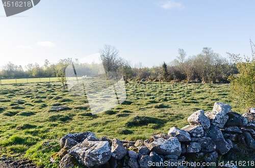 Image of Tufted green grassland by springtime