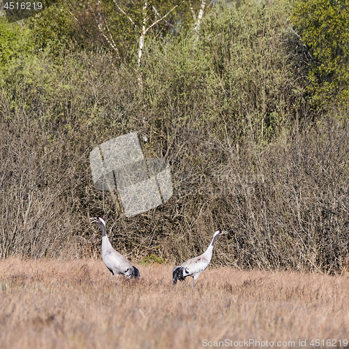 Image of Two Common Cranes, Grus grus, whooping in a swedish wetland