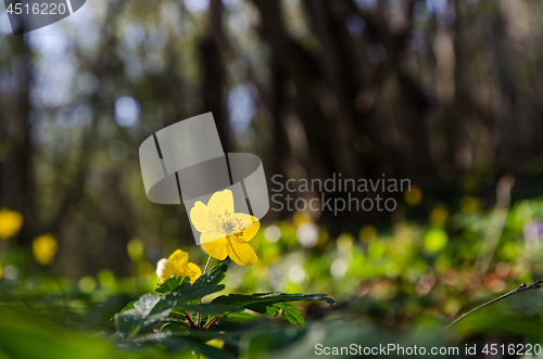 Image of Forest floor with a glowing backlit yellow wood anemone by early