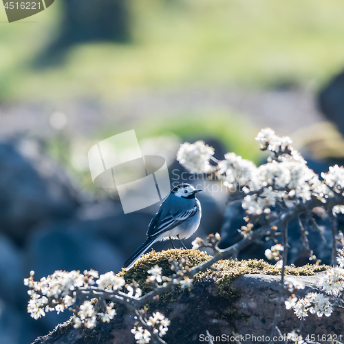 Image of Wagtail bird among white flowers by spring season