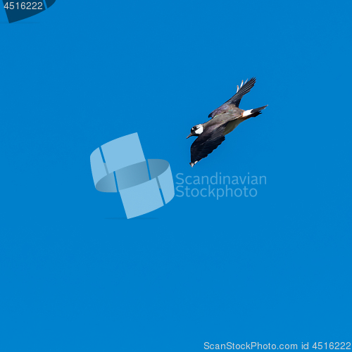 Image of Lapwing, Vanellus vanellus, bird flying against a blue sky