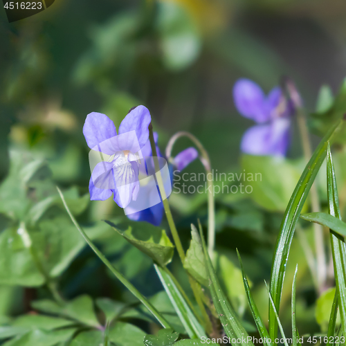 Image of Sunlit Dog Violet among green grass closeup