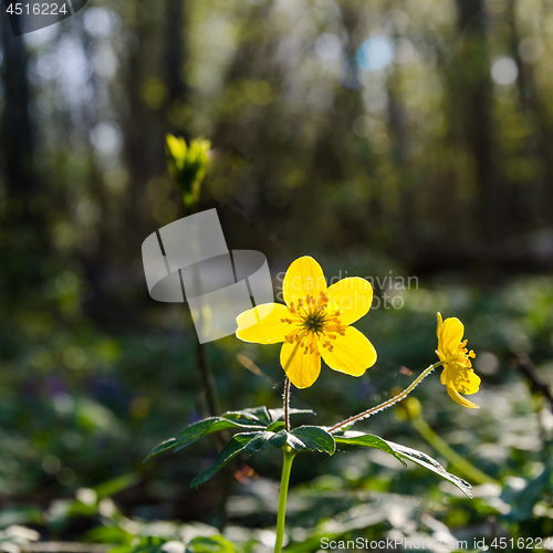 Image of Glowing backlit yellow wood anemone closeup