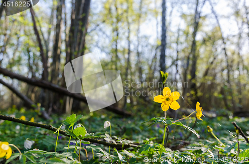 Image of Forest floor with a glowing yellow wood anemone by early springt