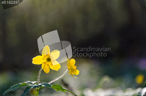 Image of Glowing yellow wood anemone closeup