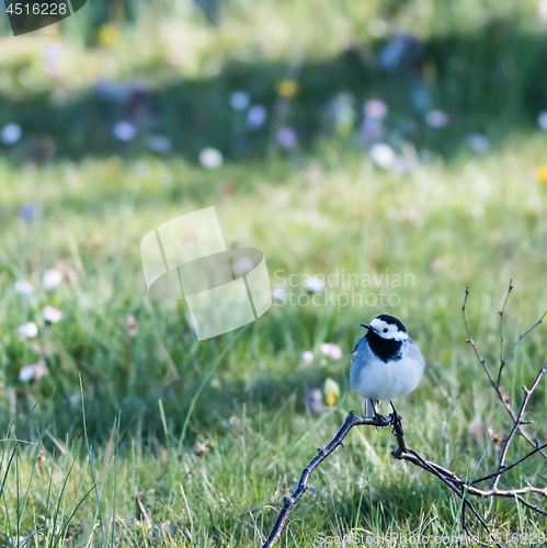 Image of Wagtail bird sitting on the ground with a background of blurred 
