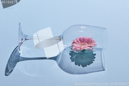 Image of Pink flower in a glass on a blue background. Spring concept