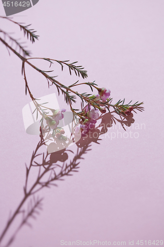 Image of A floral background with a branch of pink flowers and green leaves on a pink background.