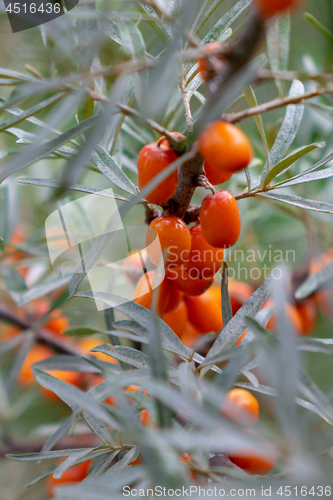 Image of Appetizing berries of ripe sea-buckthorn on a tree in the garden. Close-up